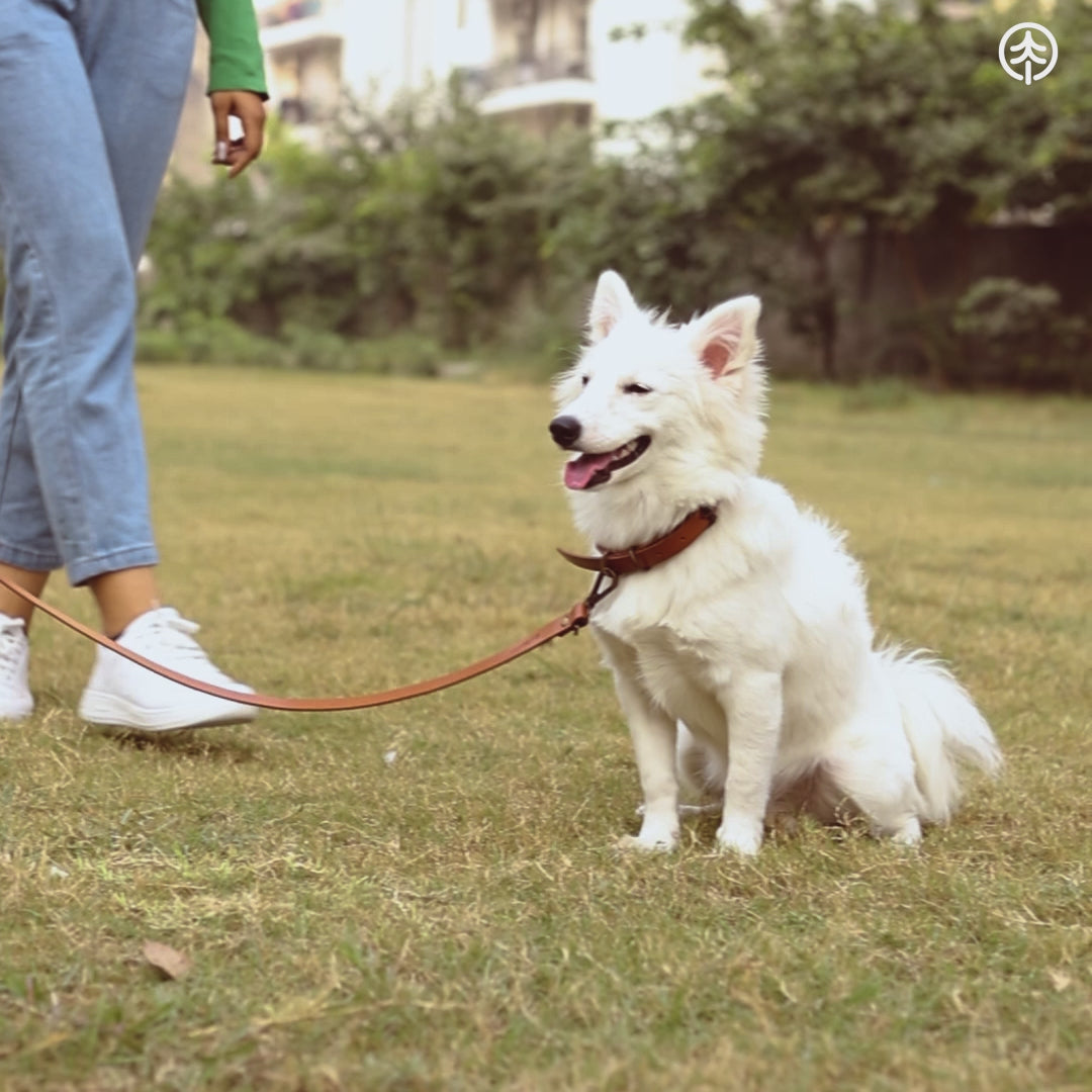 Pet Leash